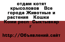 отдам котят крысоловов - Все города Животные и растения » Кошки   . Коми респ.,Сыктывкар г.